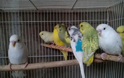 虎皮鹦鹉成长图鉴（虎皮鹦鹉的身价）(4)