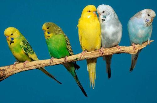 虎皮鹦鹉成长图鉴（虎皮鹦鹉的身价）(2)