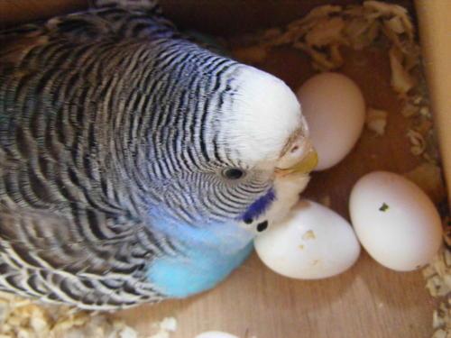 虎皮鹦鹉成长图鉴（虎皮鹦鹉的身价）(5)