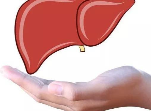 护肝的10大功效与作用（护肝的10大秘诀）(1)