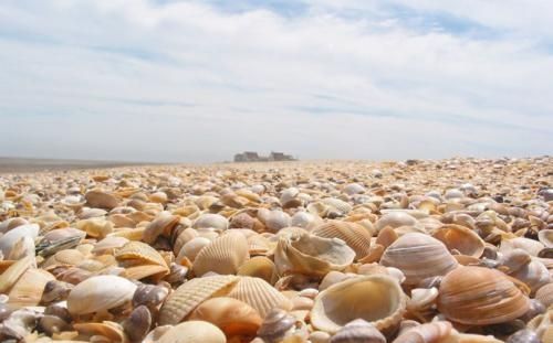 石头上怎么会有贝壳呢，石头上怎么会有贝壳呢？图2