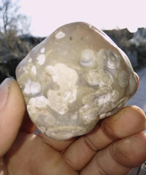 石头上怎么会有贝壳呢