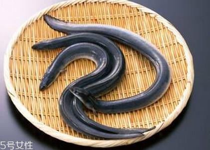 鳗鱼会放电吗 鳗鱼跟电鳗要分清