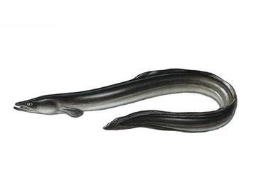 鳗鱼会放电吗 鳗鱼跟电鳗要分清