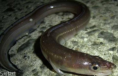 鳗鱼会放电吗 鳗鱼跟电鳗要分清