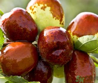 吃鲜枣的好处和坏处?吃鲜枣有什么好处? 吃鲜枣的好处和坏处?吃鲜枣有什么好处?