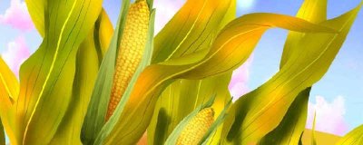 ​水煮玉米是冷水下锅还是热水下锅