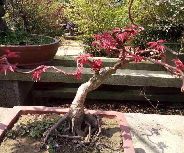 红枫树的盆景（常用树桩红枫盆景制作及养护）(2)