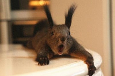 ​有一种松鼠叫魔王，看过你会不会想养？