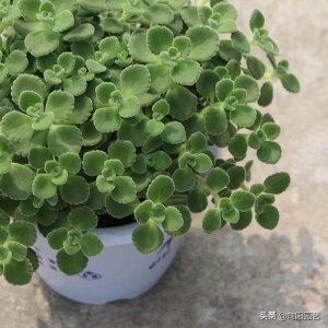 ​受欢迎的碰碰香，耐养长得快，养在家里有香味，浇水就能爆盆