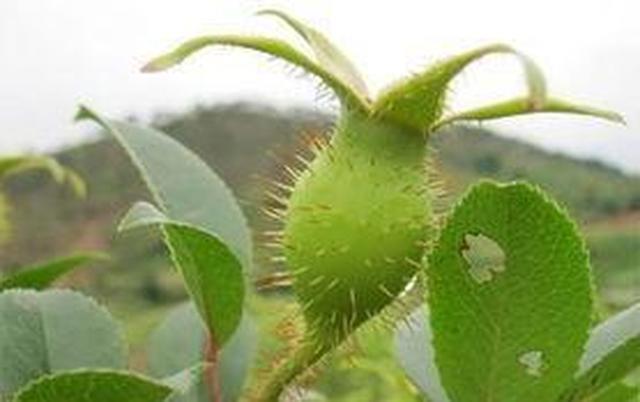 农村流行金樱子泡酒，怎样泡才正确的呢？