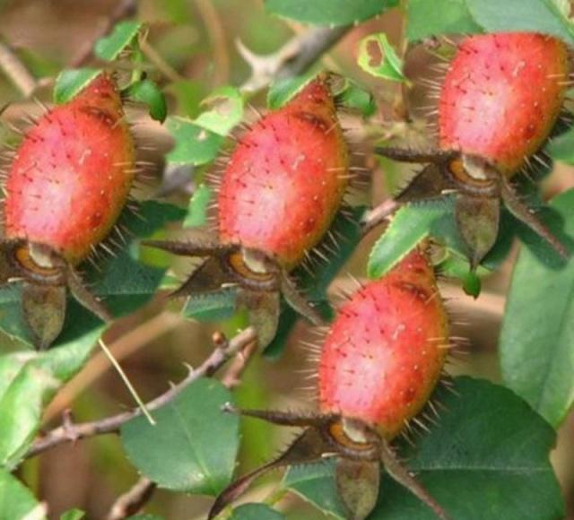 农村流行金樱子泡酒，怎样泡才正确的呢？