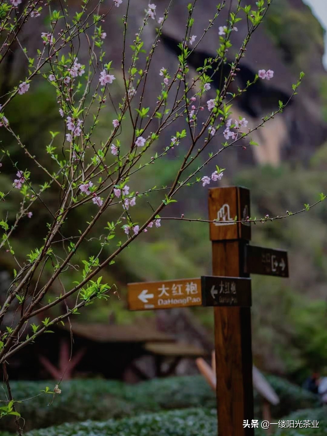 武夷山到底有多美？武夷山必玩的十大景点指南（上篇）