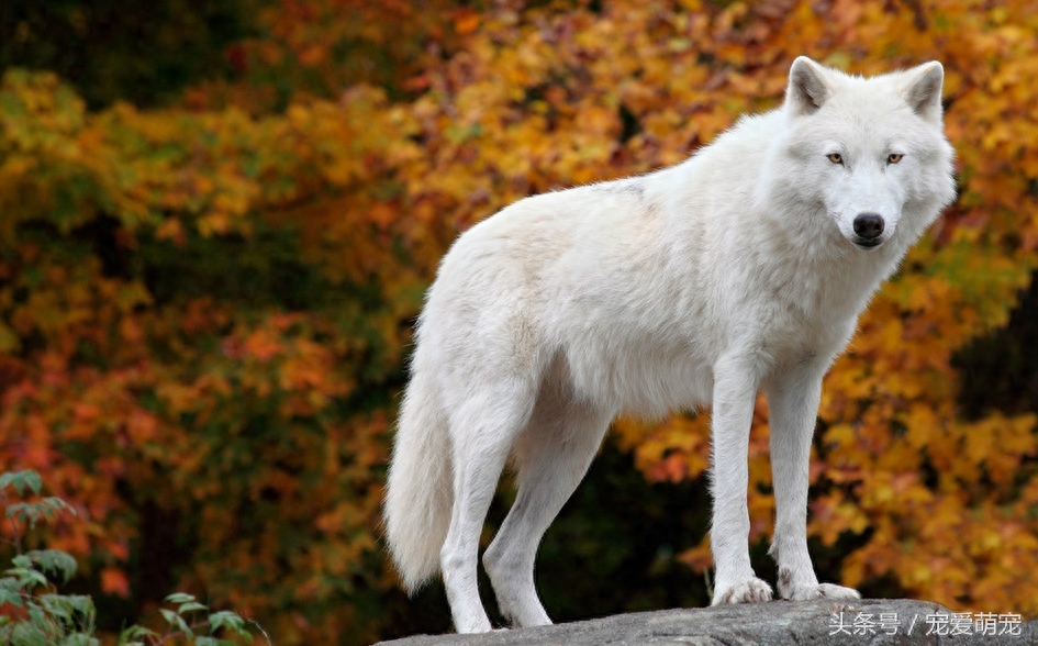 世界上20种狼种大盘点