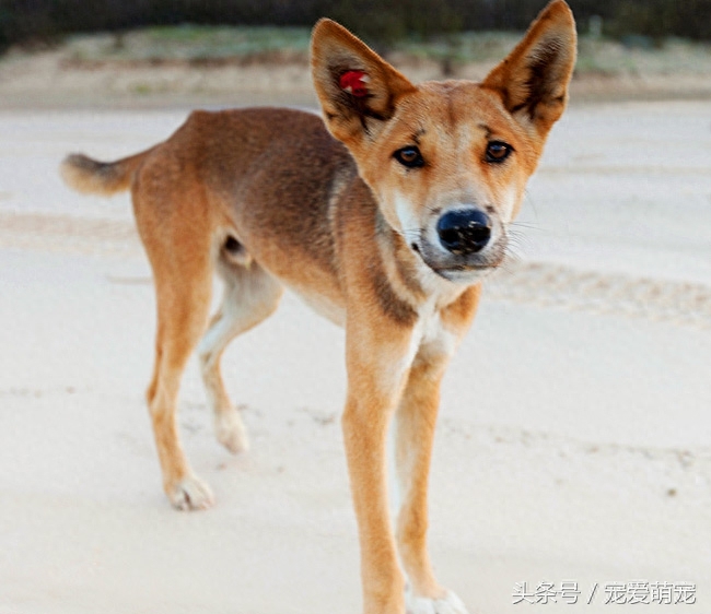 世界上20种狼种大盘点