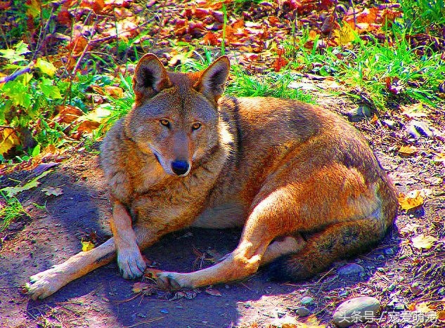 世界上20种狼种大盘点