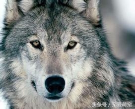 世界上20种狼种大盘点