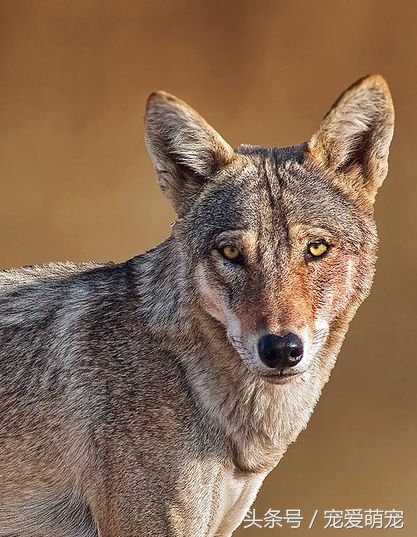 世界上20种狼种大盘点