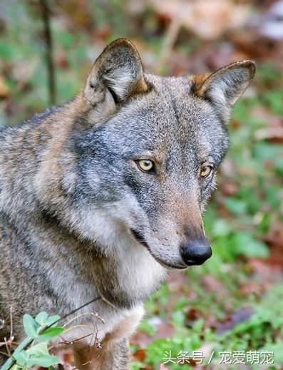 世界上20种狼种大盘点