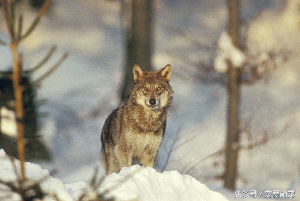 世界上20种狼种大盘点