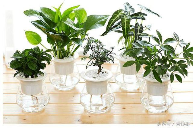 绿萝的水培技术与方法（水培绿萝的栽培技术）(1)