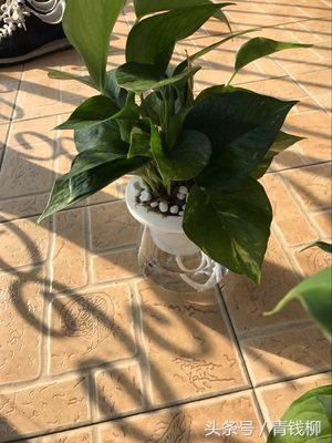 绿萝的水培技术与方法（水培绿萝的栽培技术）(2)