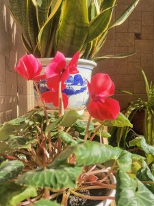 ​郭沫若(如何评价郭沫若)