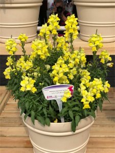 ​金鱼草有毒吗可以家养吗