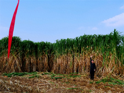 ​被35个省份，100多个国家种植，花20年研究巨菌草究竟有什么作用