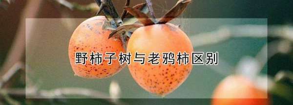 野柿子树与老鸦柿区别,山上的野柿子就是老鸦柿子吗图3