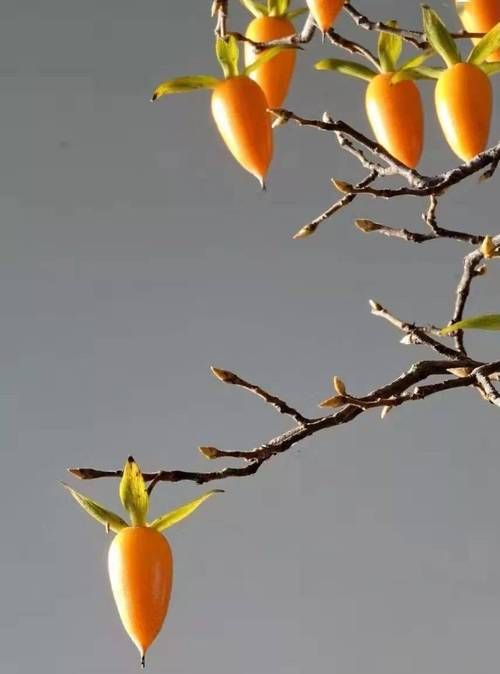 野柿子树和老鸦柿的区别