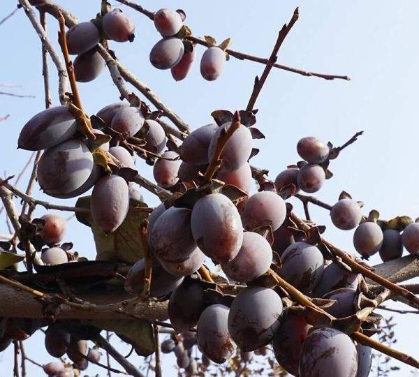 野柿子树与老鸦柿区别,山上的野柿子就是老鸦柿子吗图4