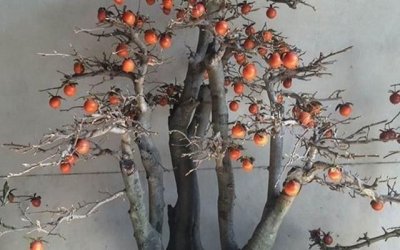 ​野柿子树与老鸦柿区别,山上的野柿子就是老鸦柿子吗