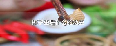 ​椰子虫长大是什么虫子图片 椰子虫长大是什么虫子咬的