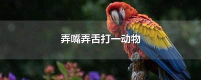 ​弄嘴弄舌打一动物