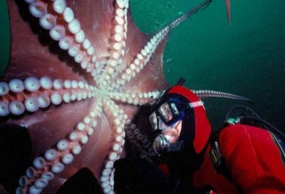 ​原来电影中巨型章鱼是真实存在的，也太大了吧