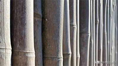 ​《百鸟朝凤》电影解读