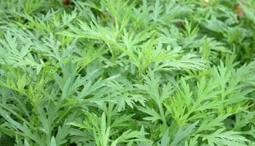 艾条除甲醛,艾草可以去甲醛污染吗图3