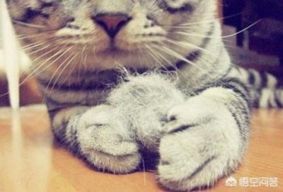 ​宠物有关的知识宠物有关的知识