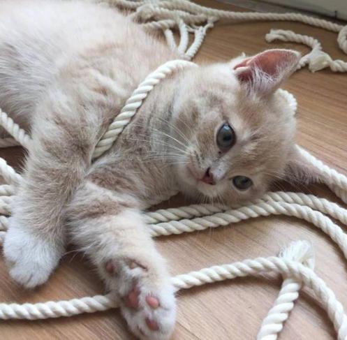 公猫好养还是母猫比较好养(新手第一次养猫)(6)