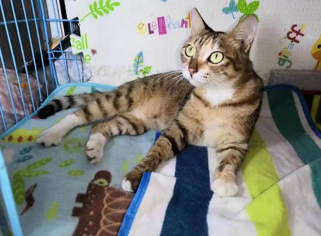 公猫好养还是母猫比较好养(新手第一次养猫)(5)