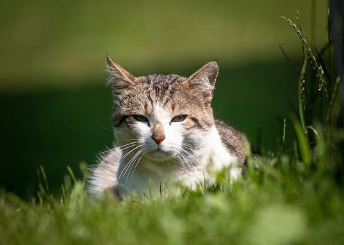 公猫好养还是母猫比较好养(新手第一次养猫)(2)