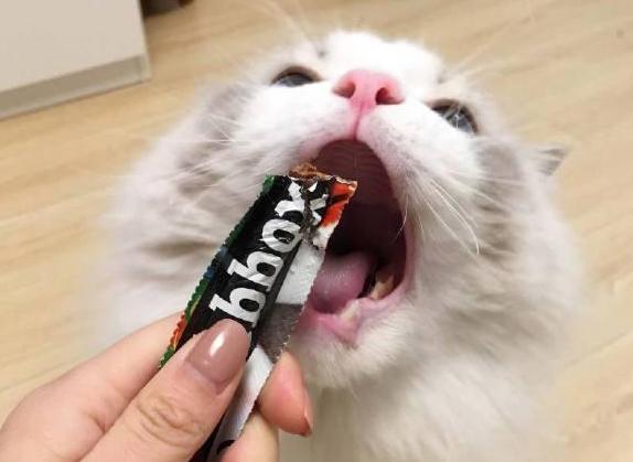 公猫好养还是母猫比较好养(新手第一次养猫)(11)