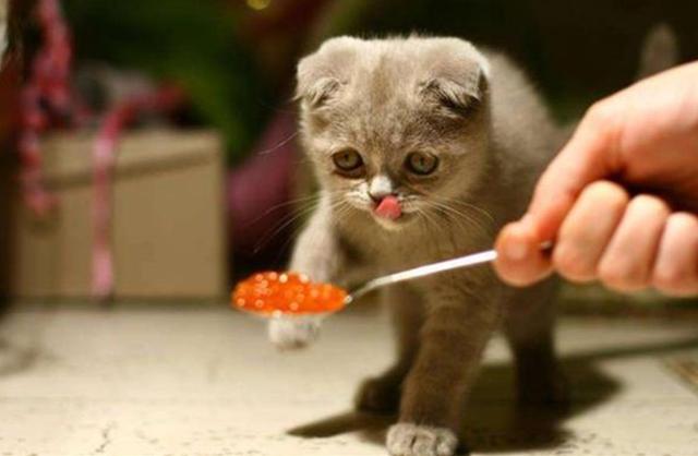 公猫好养还是母猫比较好养(新手第一次养猫)(10)