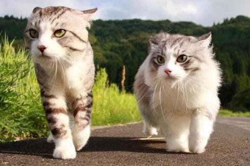 公猫好养还是母猫比较好养(新手第一次养猫)(4)