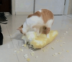 公猫好养还是母猫比较好养(新手第一次养猫)(7)