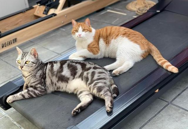 公猫好养还是母猫比较好养(新手第一次养猫)(9)