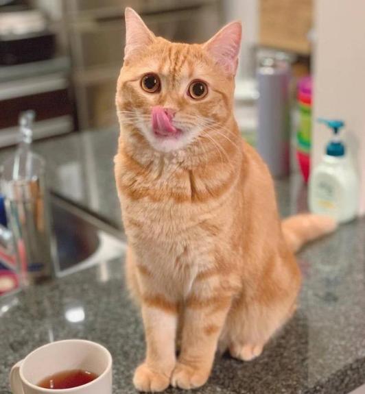 公猫好养还是母猫比较好养(新手第一次养猫)(3)