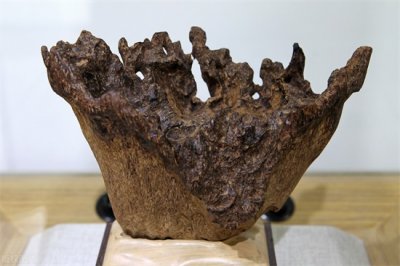 ​沉香一般价位多少（沉香数万元一斤，我国依靠进口，为何农民不去种植？）