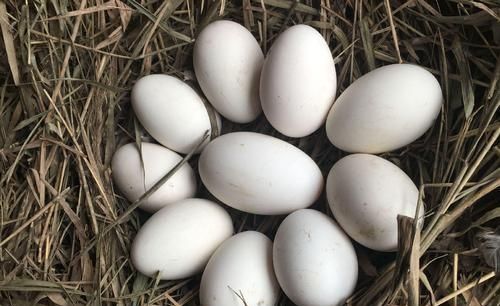 鹅蛋和鸡蛋哪个营养价值高，鸡蛋、鸭蛋喝鹅蛋相比较哪个营养价值更高？图6